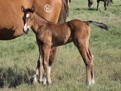 Whiskey Up Valar JW <BR>AQHA PENDING